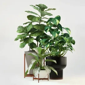 Plants collection modernica pots